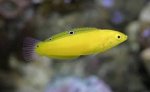 GOLDEN WRASSE.jpg