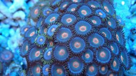 186 zoa.jpg