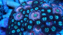 195 zoa.jpg