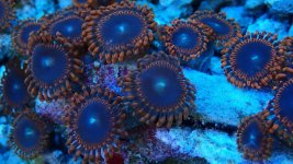 226 zoa.jpg