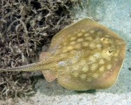 stingray-california.jpg