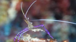 pederson anemone shrimp.jpg