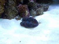 New baby clam, full shot 001.jpg