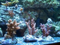 more sps.jpg