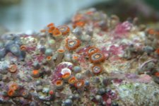 PSPSPSPS 022.jpg