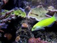 wrasse.jpg