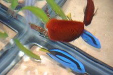MY FISH 005.jpg
