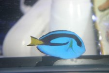 MY FISH 006.jpg