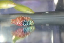 MY FISH 008.jpg