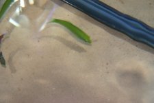 MY FISH 009.jpg