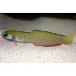 zebra goby.jpg