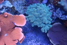 MyReefTank 018.jpg