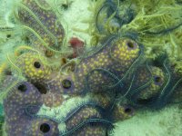 Blue and Yllow starfish over tube sponge.jpg