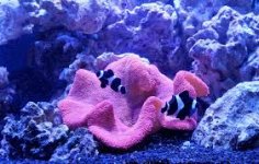 domino clownfish.jpg