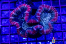 _MG_1306.jpg
