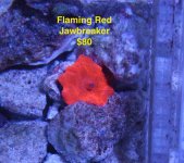 Red jawbreaker.jpg