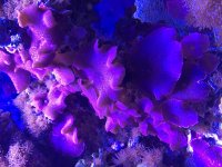 IMG_0210.jpg