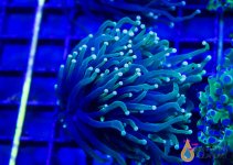 _MG_1418.jpg