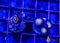 _MG_1514.jpg