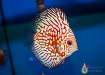 IMG_1487.jpg