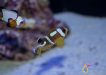 IMG_1531.jpg