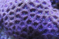 purple.jpg