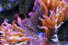 anenome.jpg