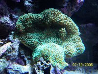 GreenPolypCap_1.jpg