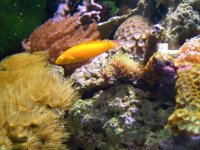 Yellow coris.jpg