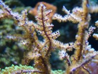 Gorgonian.jpg
