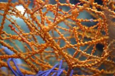 Gorgonians 005.jpg