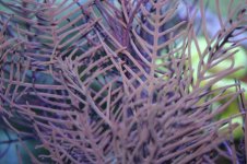 Gorgonians 007.jpg