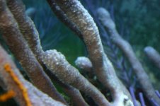 Gorgonians 004.jpg