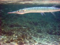 IMG_0365.JPG