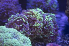 hammer-coral-03.jpg