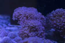 hammer-coral-04.jpg