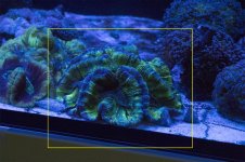 trachyphyllia-brain-coral-01.jpg