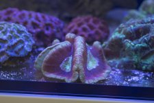 trachyphyllia-brain-coral-02.jpg