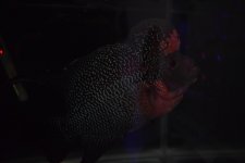 007BBF46-EADA-41DA-9E11-92CFD1DB7553.jpg