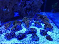 zoas.jpg