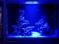 rockwork big tank.jpg