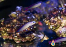 purplefish1.jpg