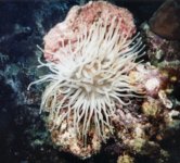anemone.jpg