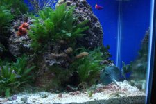 newtank3.jpg
