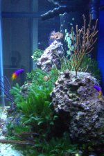 newtank5.jpg