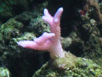 pink birdsnest.jpg