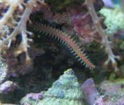worm.jpg