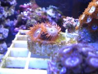 2150309852_f227db1637_b.jpg