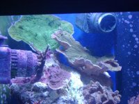 leo's tank for sale 001.jpg