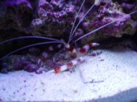 CoralBanded.JPG